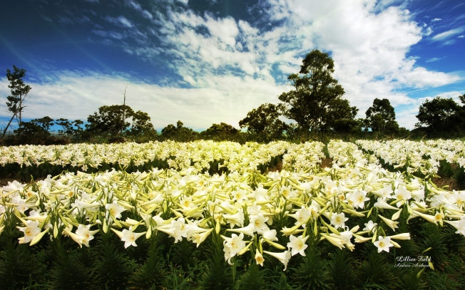 Lilies of the Field Photo by Andrea Andrade